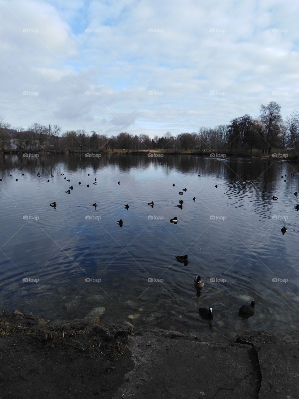 Ein See mit vielen verschiedenen Enten in der Friedrichsau in Ulm.