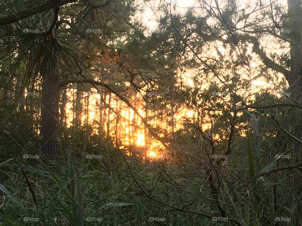 Sunset through the trees
