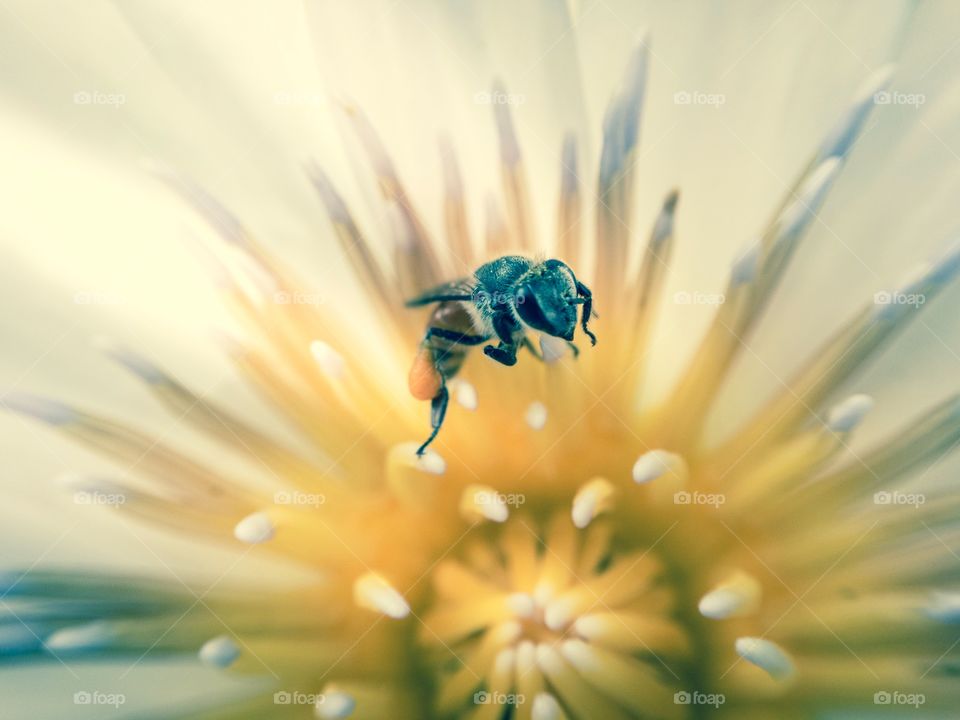 Honey bee on flower