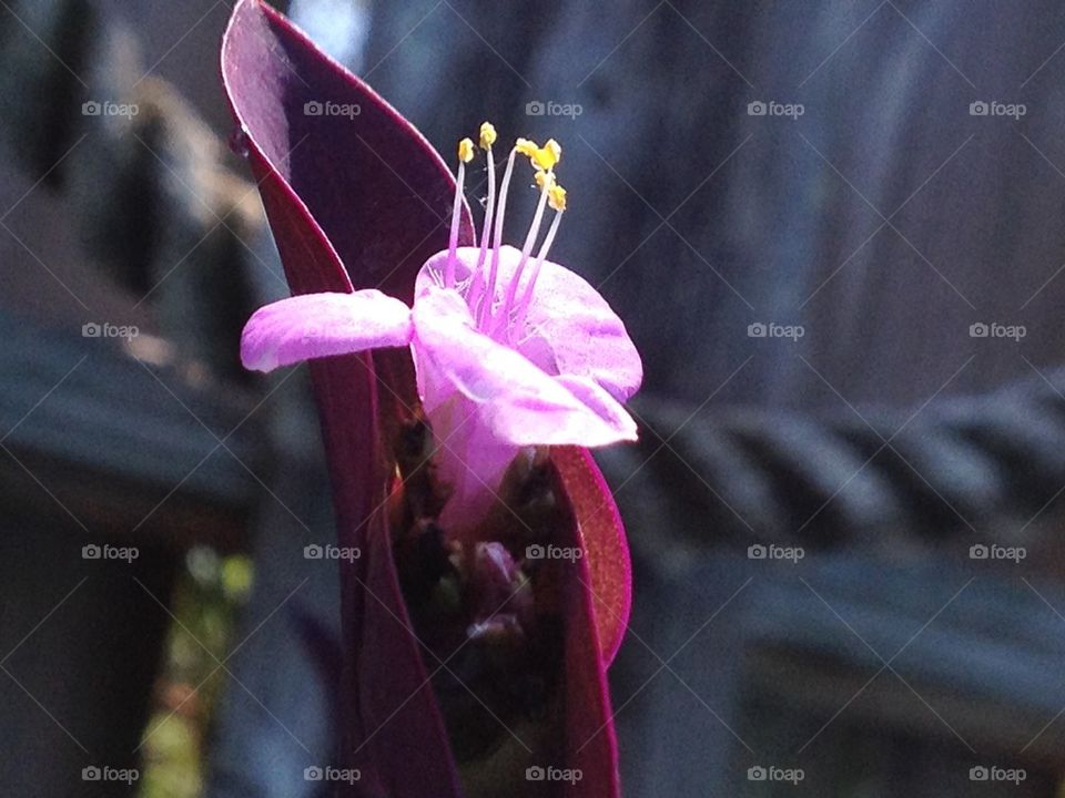 Summer blooms