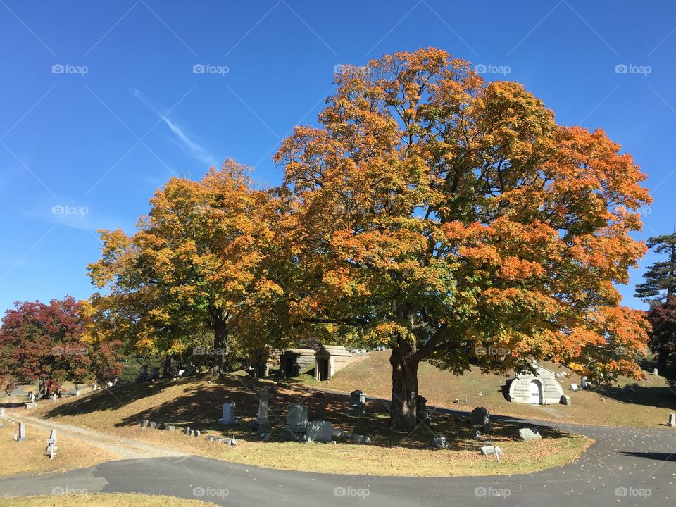 Cemetery in the fall