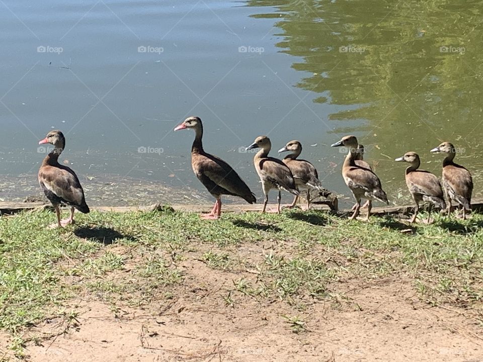 Duck family
