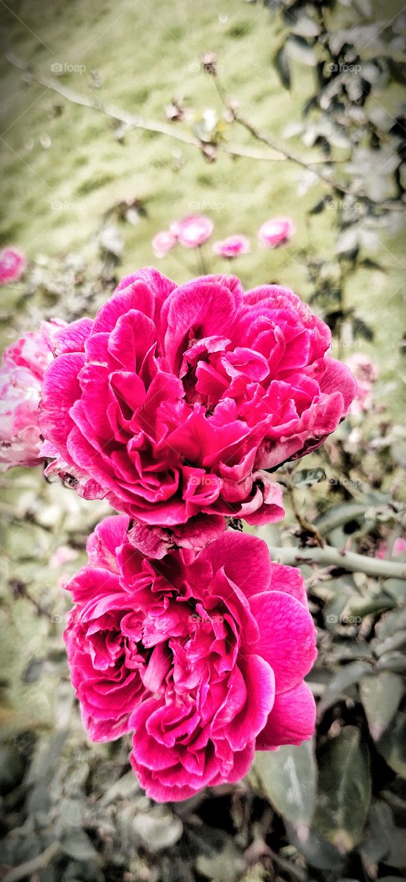 Deeply Love with Rose