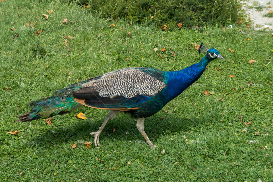 Wild peacock walking on grass