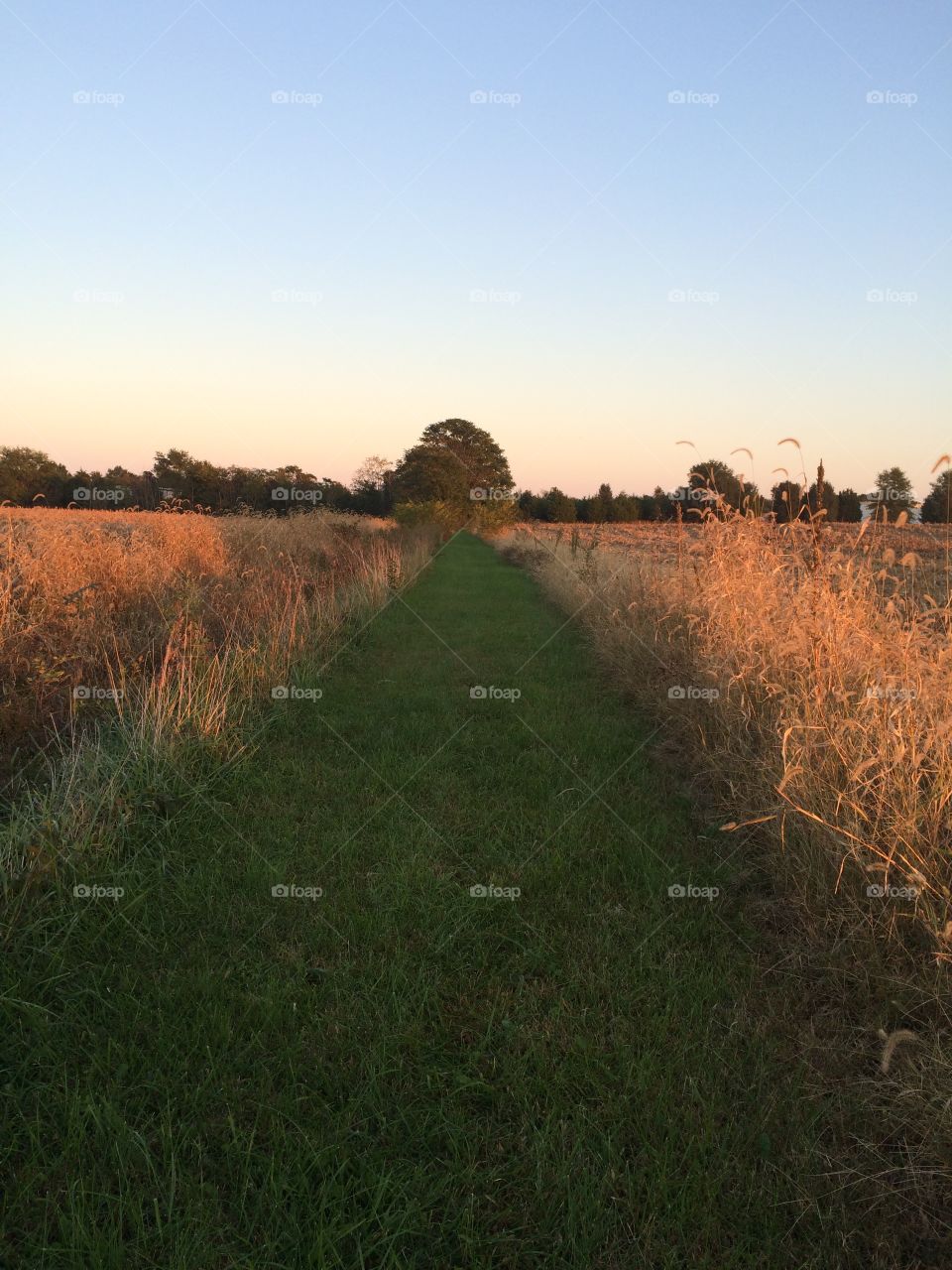 Grass Pathway