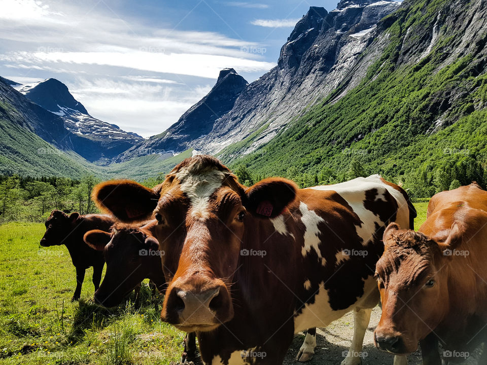 Close-up of cow family