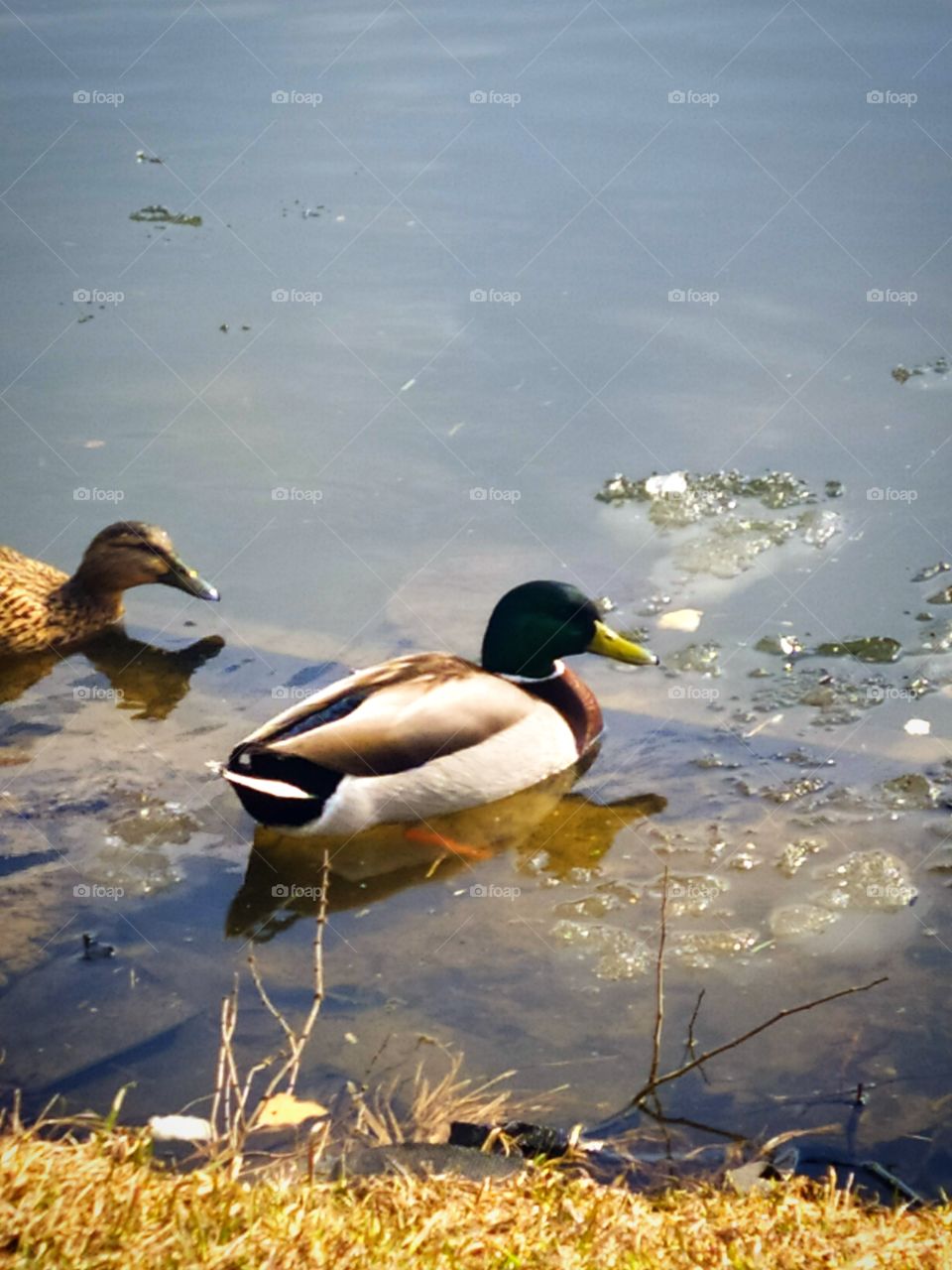 Spring.  Two ducks swim in a pond