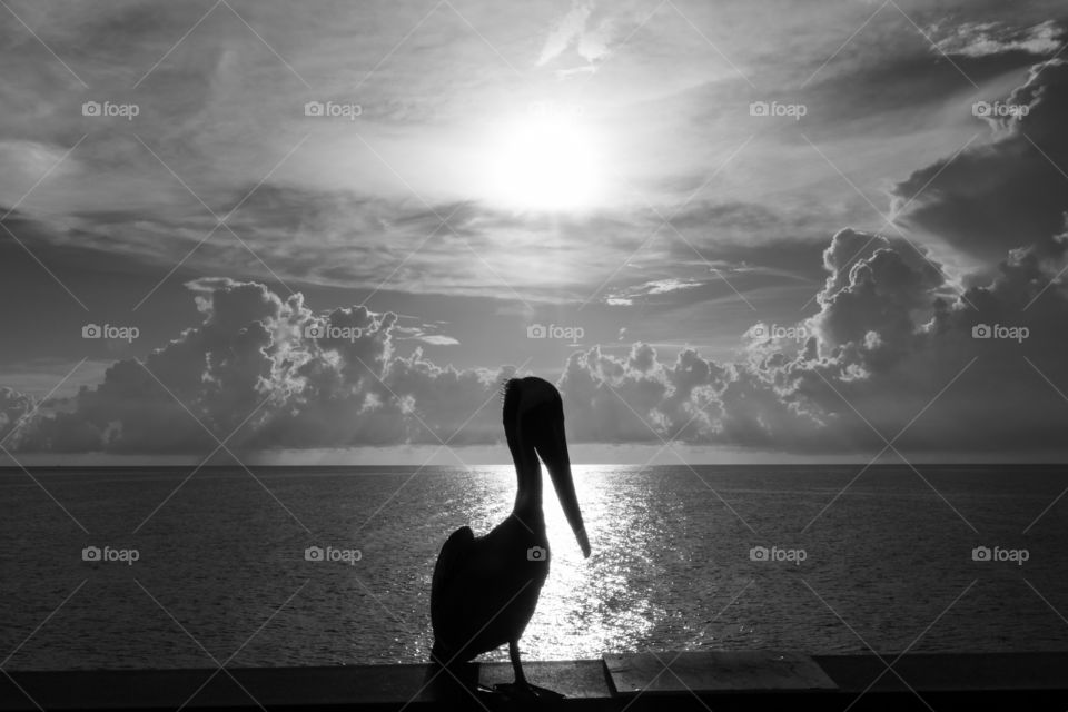 Silhouette of a pelican bird at sunset by the ocean 