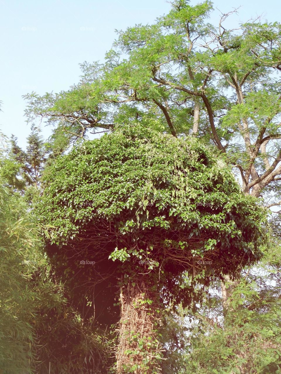 A dense tree with a mushroom shape
