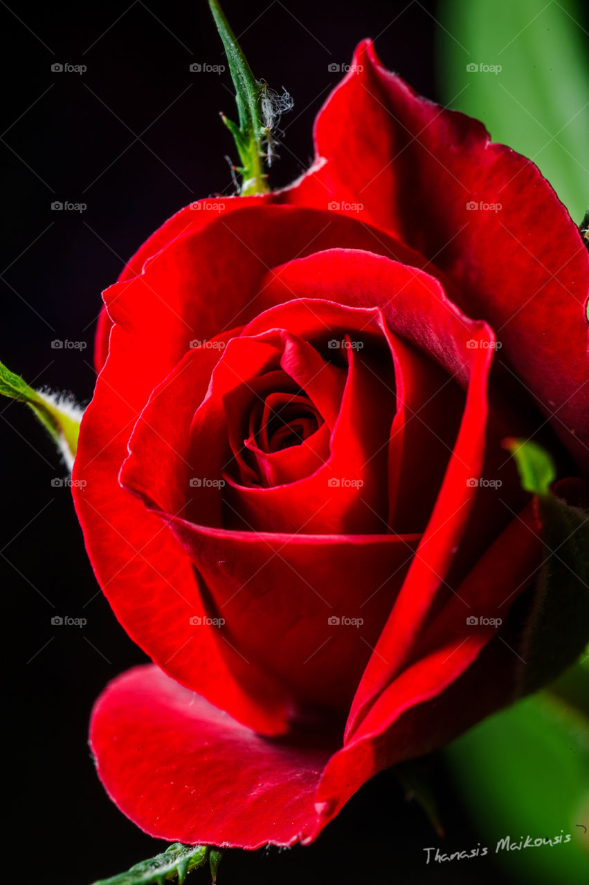 Flower, Rose, Love, Nature, Romance
