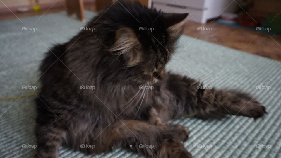 cat , animal , games