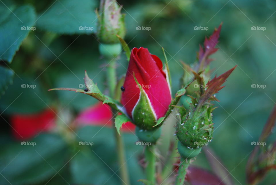 Close-up of rose buds