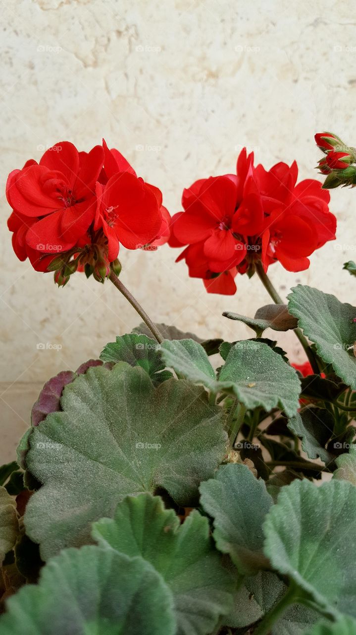 Red Geranium flowers