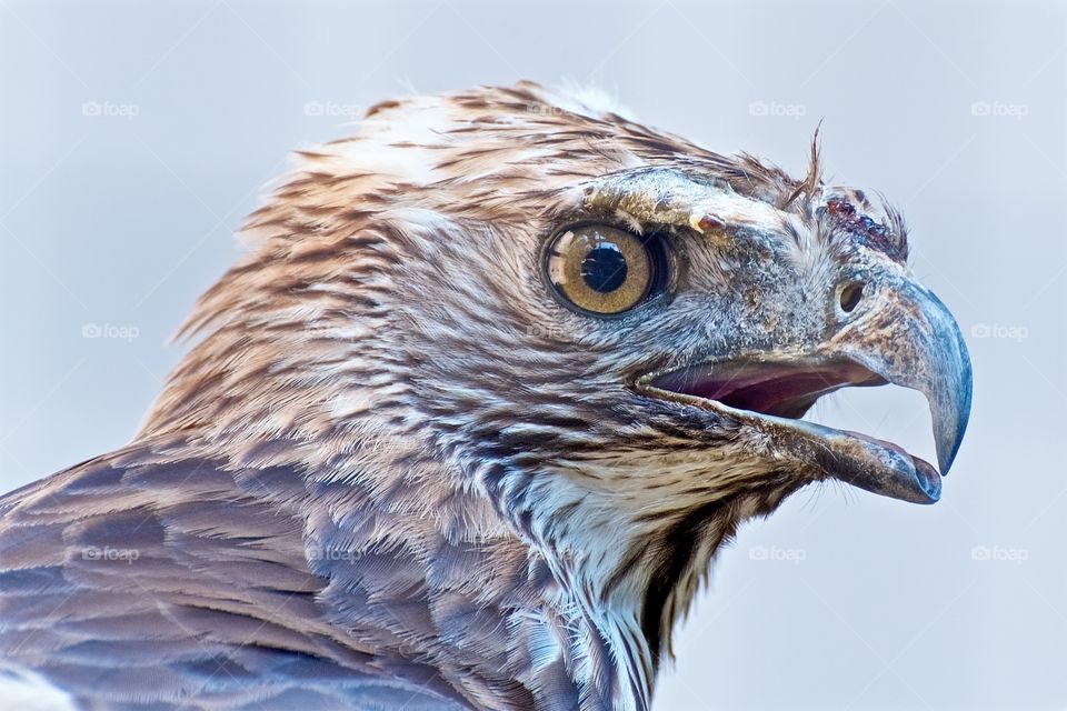 Possibly a Black Kite