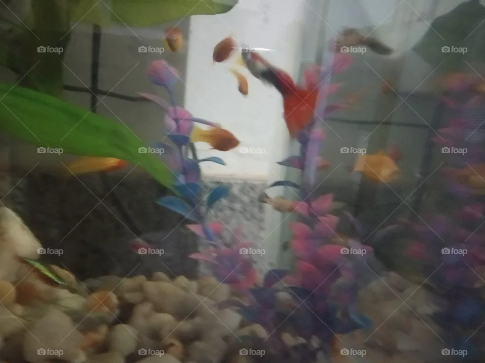 fish