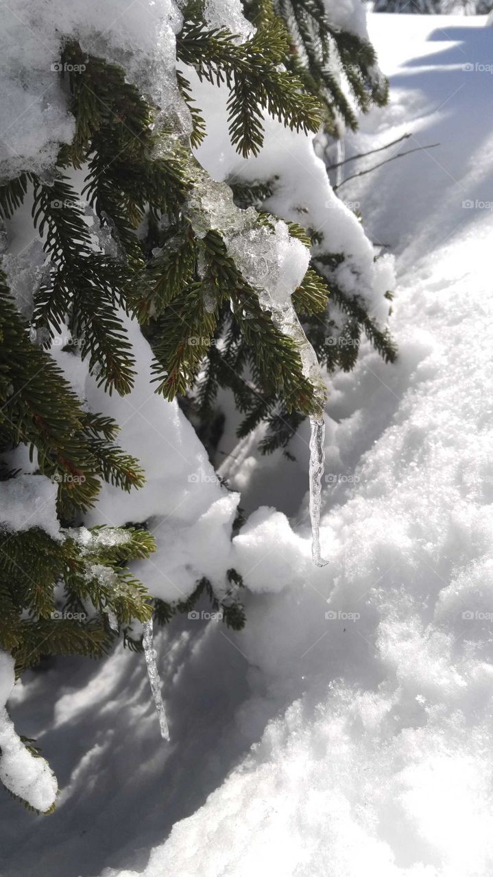 The bottom branches of an evergreen tree covered in snow and icicles next to a small hill of snow.
