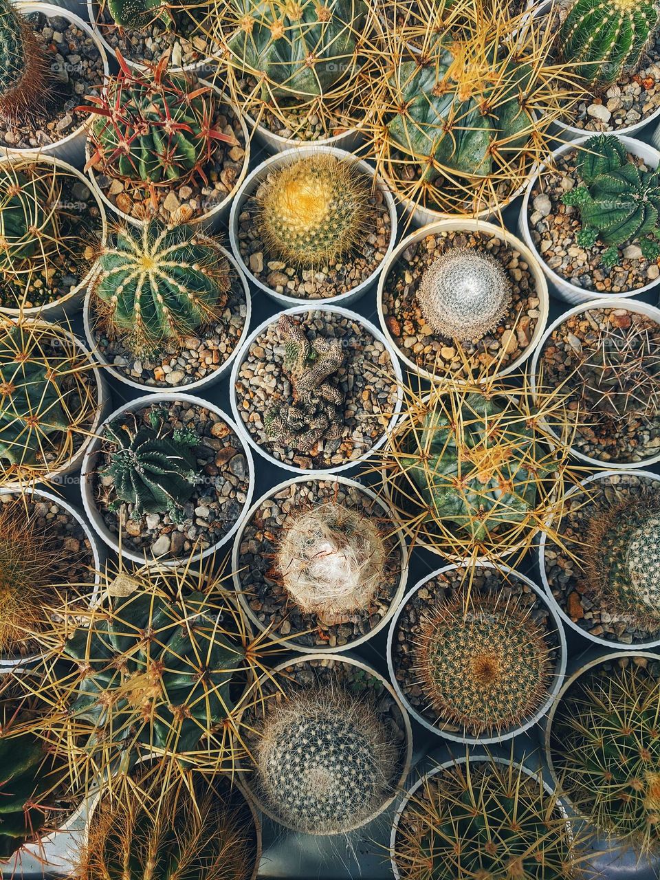 Top view of beautiful blooming flowers close up. Cacti flowers in garden