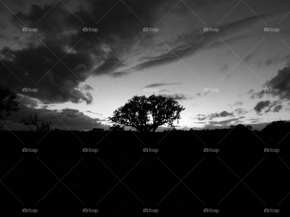 Monochrome, Sunset and Tree