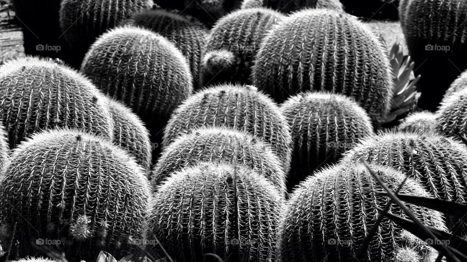 plants cactus thorns prickle by mmcook