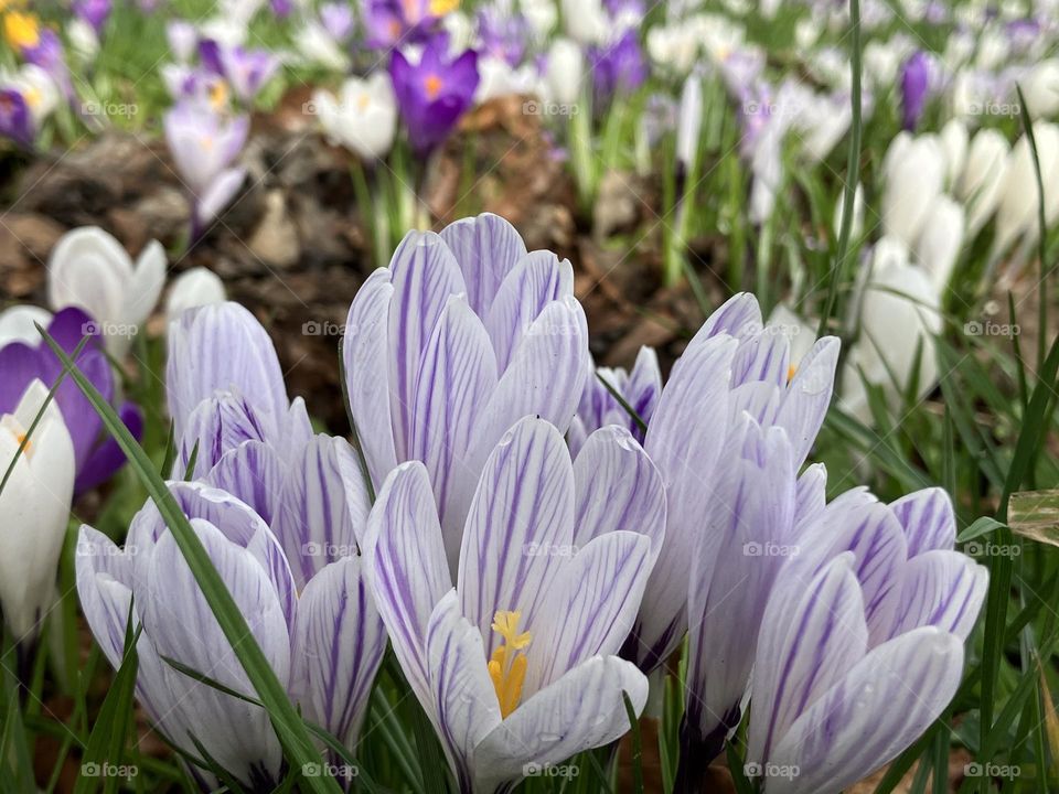 Beautiful Crocus in the park making their 2023 appearance 💜