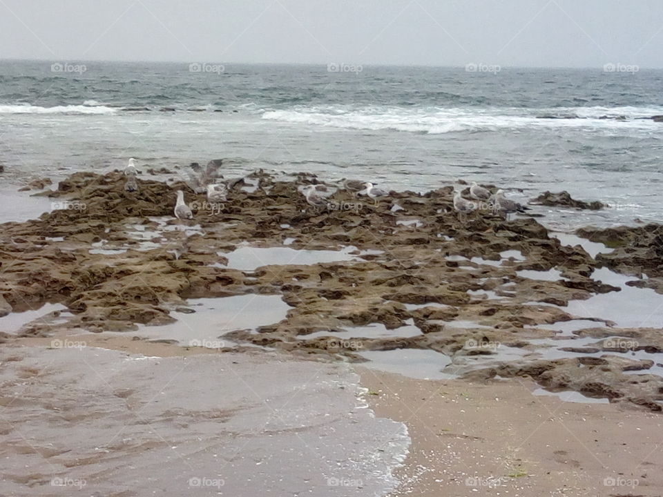 the sea and birds