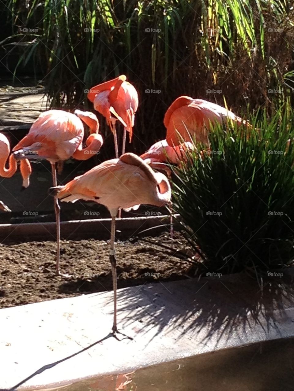 Flamingos