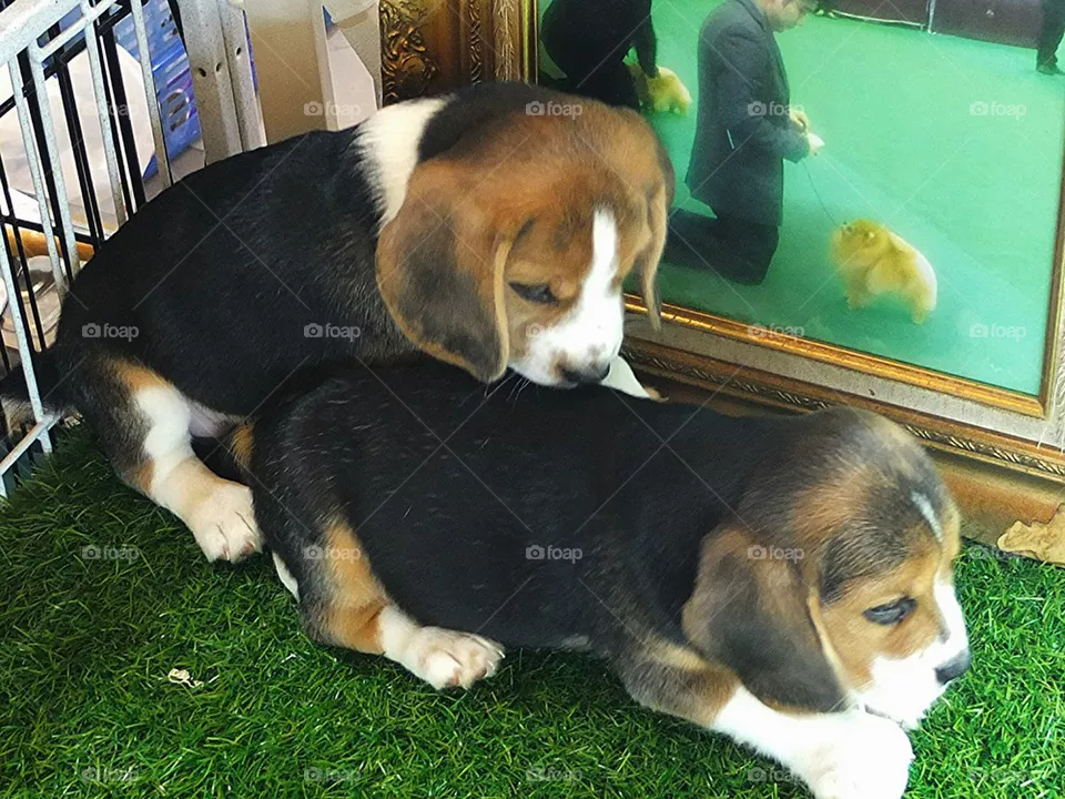 dogs