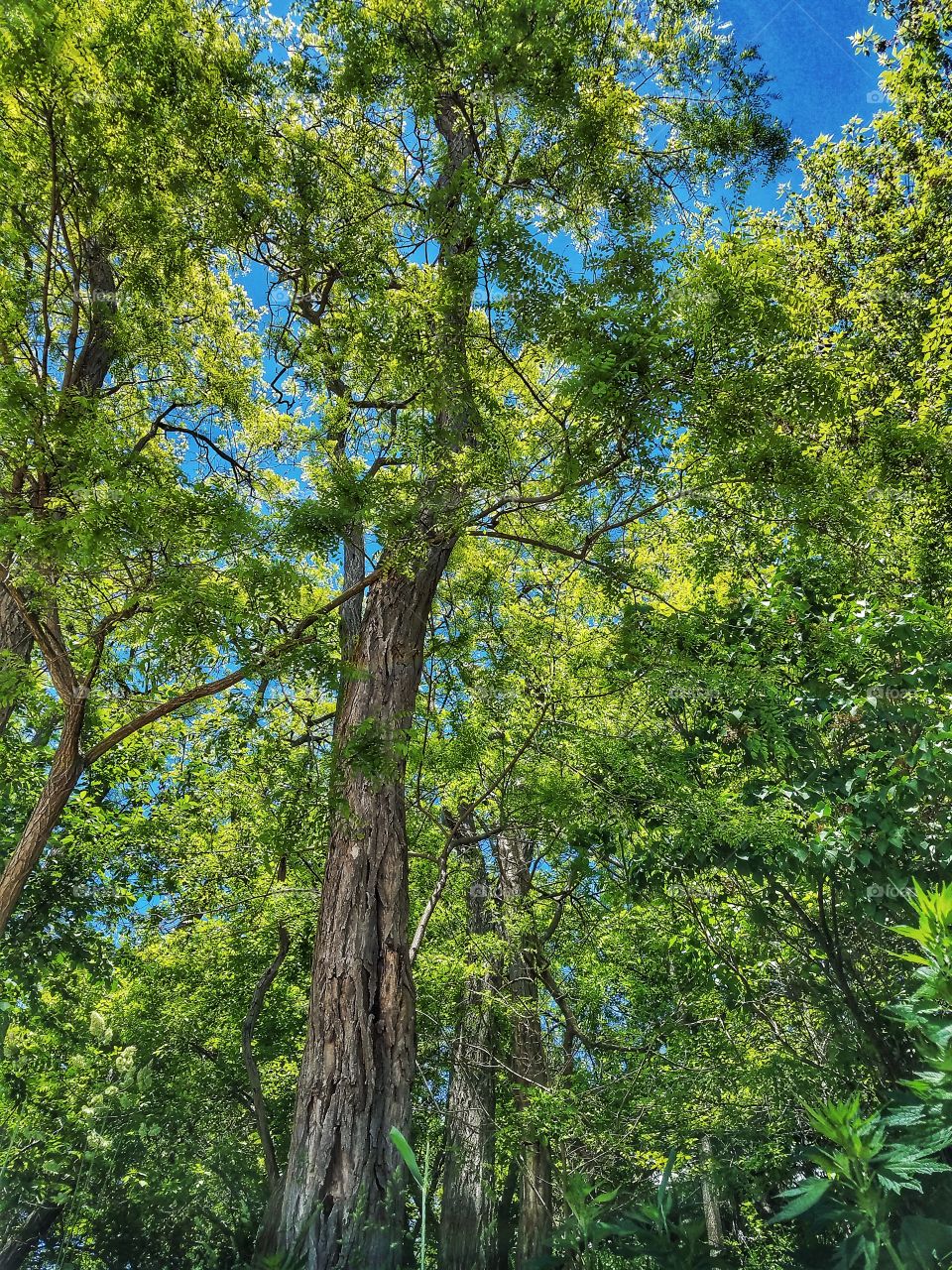 Tree Canopy