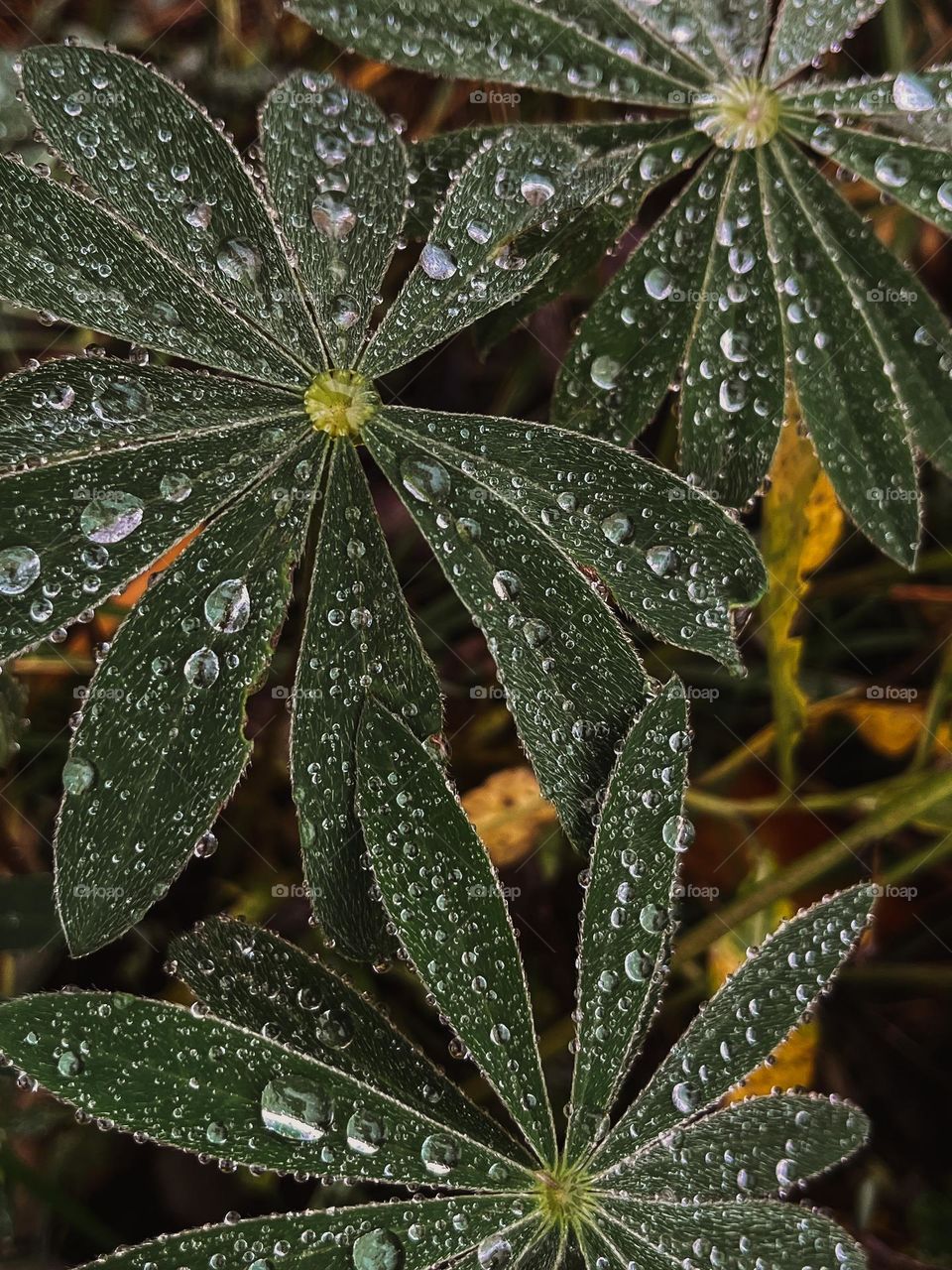 Raindrops on the grass