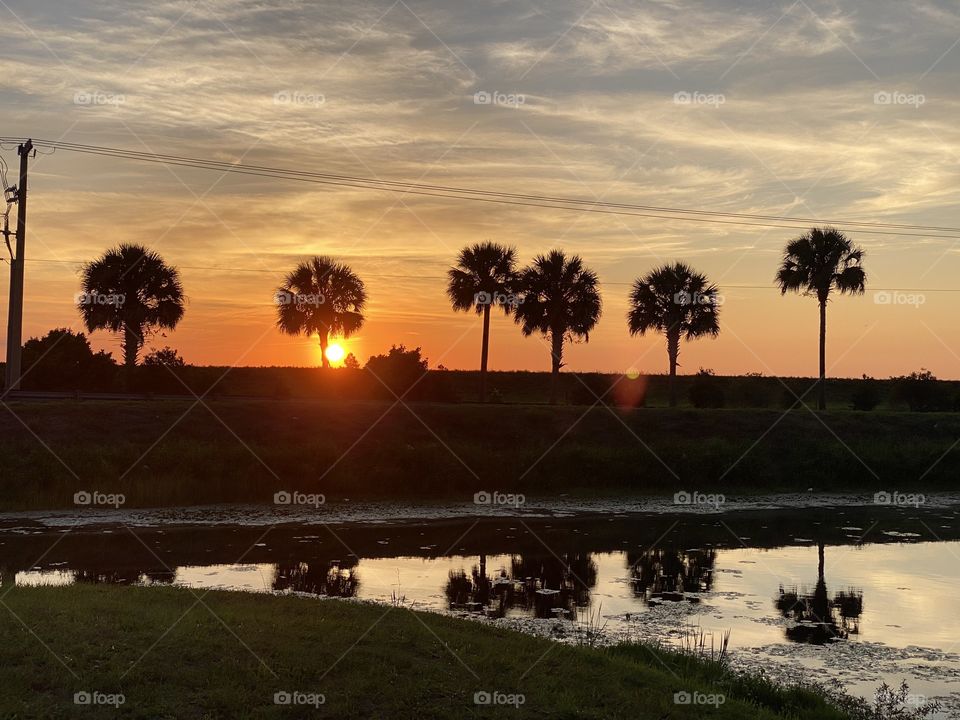 The gorgeous sun sets over a pond and in between palm trees in Florida. The sky is full of beautiful pinks and blues. The sunset highlights the clouds that are passing by.