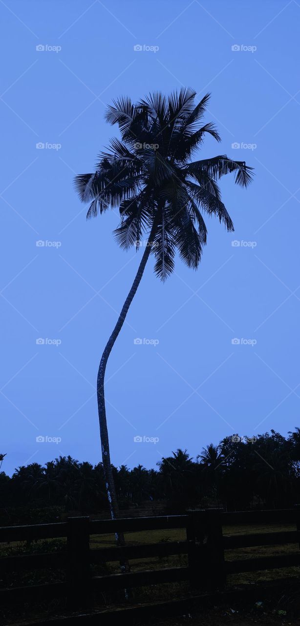 Coconut tree