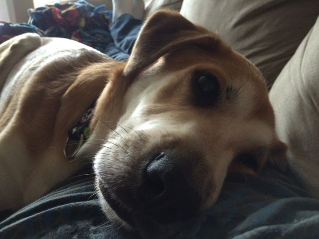 I love you, daddy.

Hey, is being lazy a sin?

It only feels like work when I move.

I'm not a dog, I'm a 4 legged couch warmer.

I'm 21 and still on my parent's couch. So what.