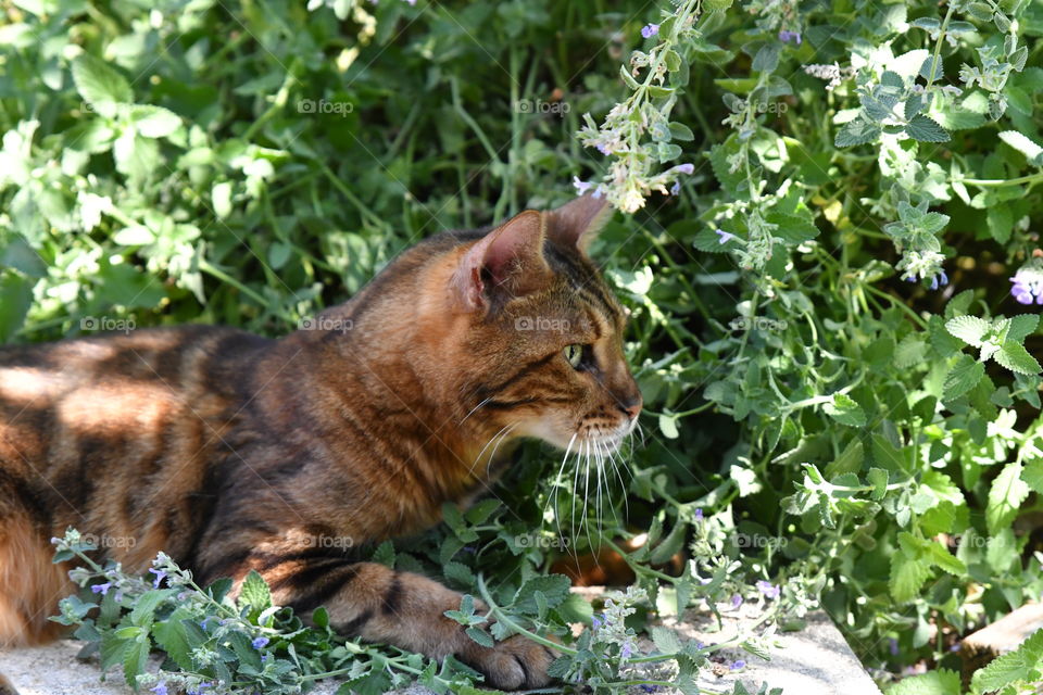 a bengal in my garden