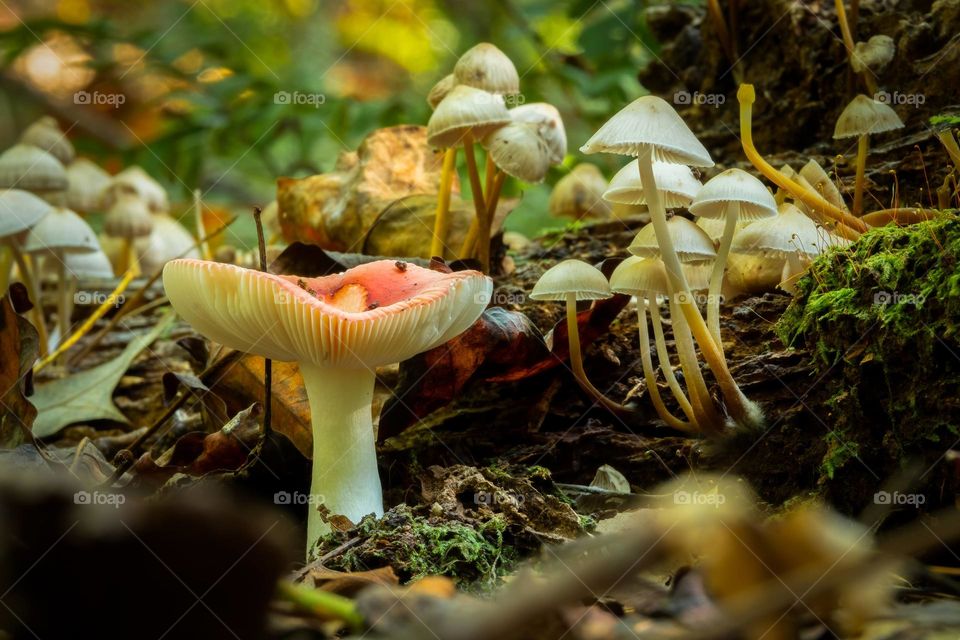 Fall is prime fungus time in North Carolina! This appears to be a fairy landscape or home to the gnomes. 