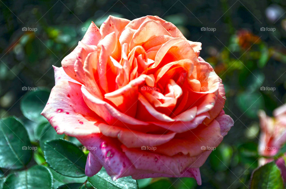 double bud rose