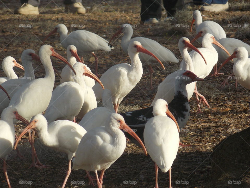 Lone Duck in The Crowd