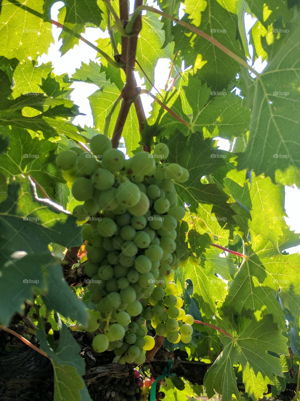 shade covered grapes