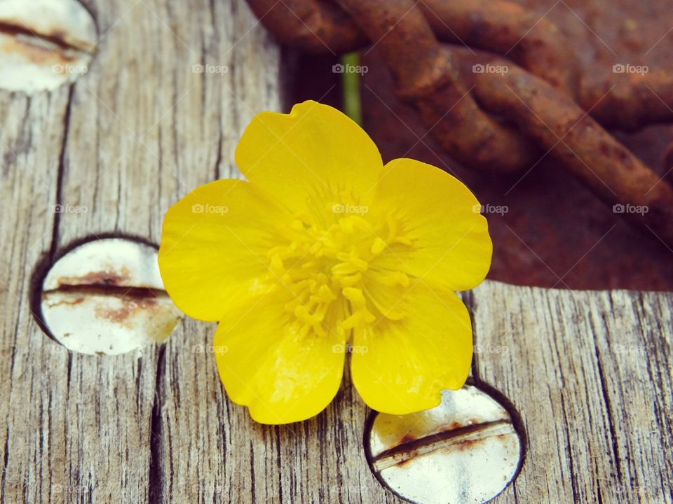 Wood Flower