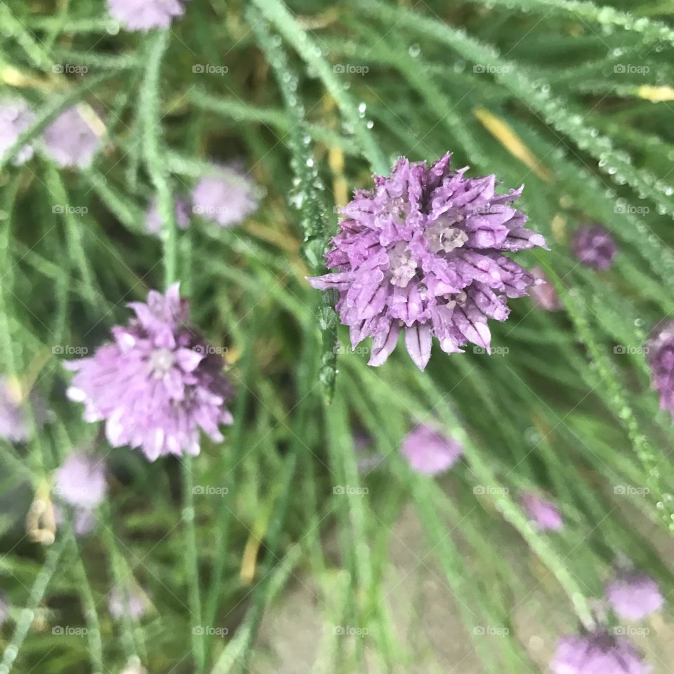 Flowers in the spring rain