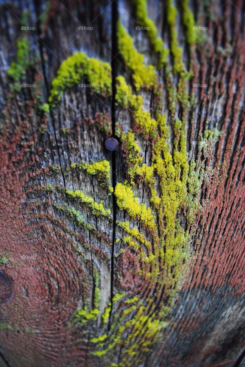 Moss on old wooden plank