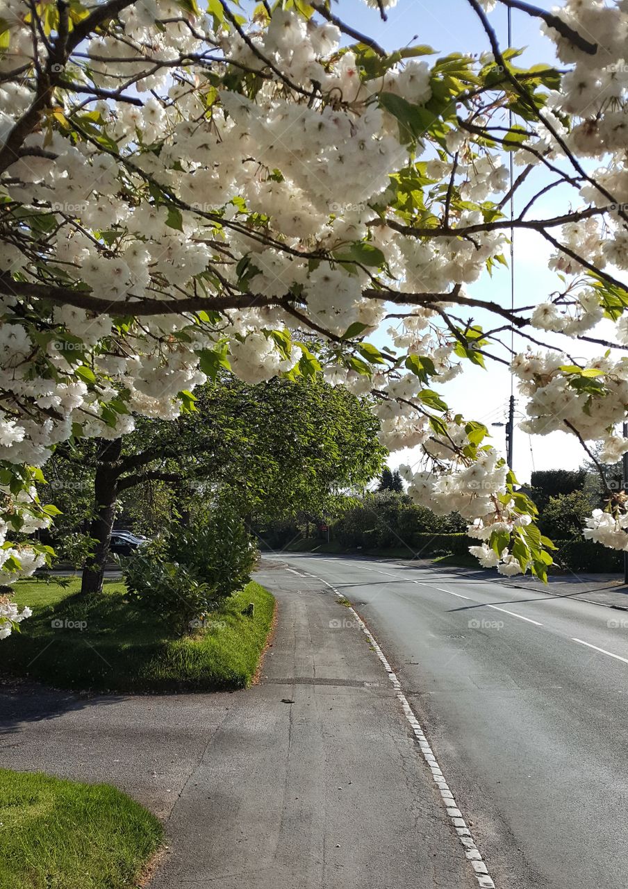 Village in bloom