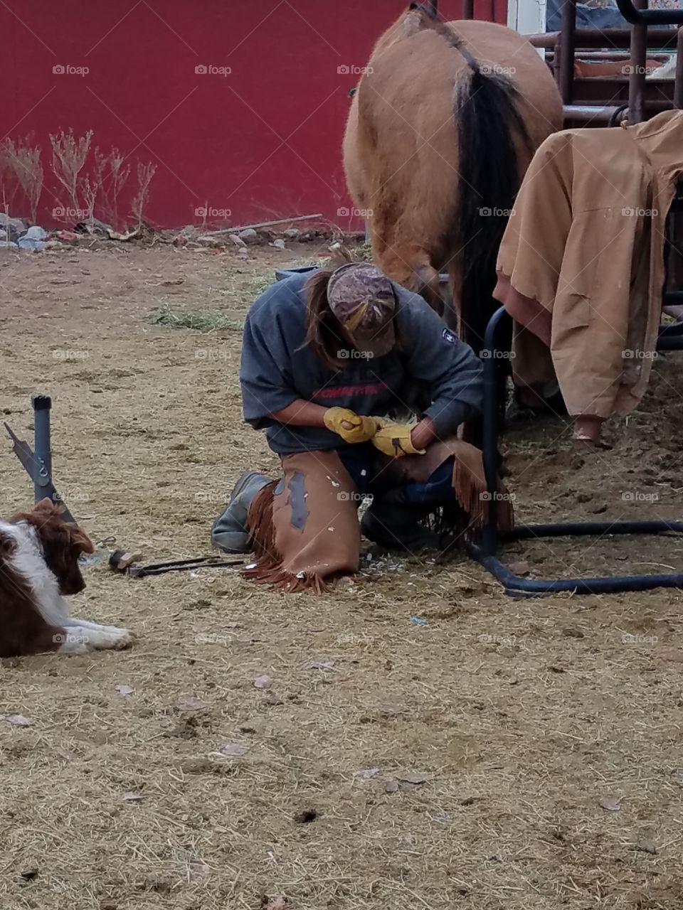 Trimming Horse Hooves