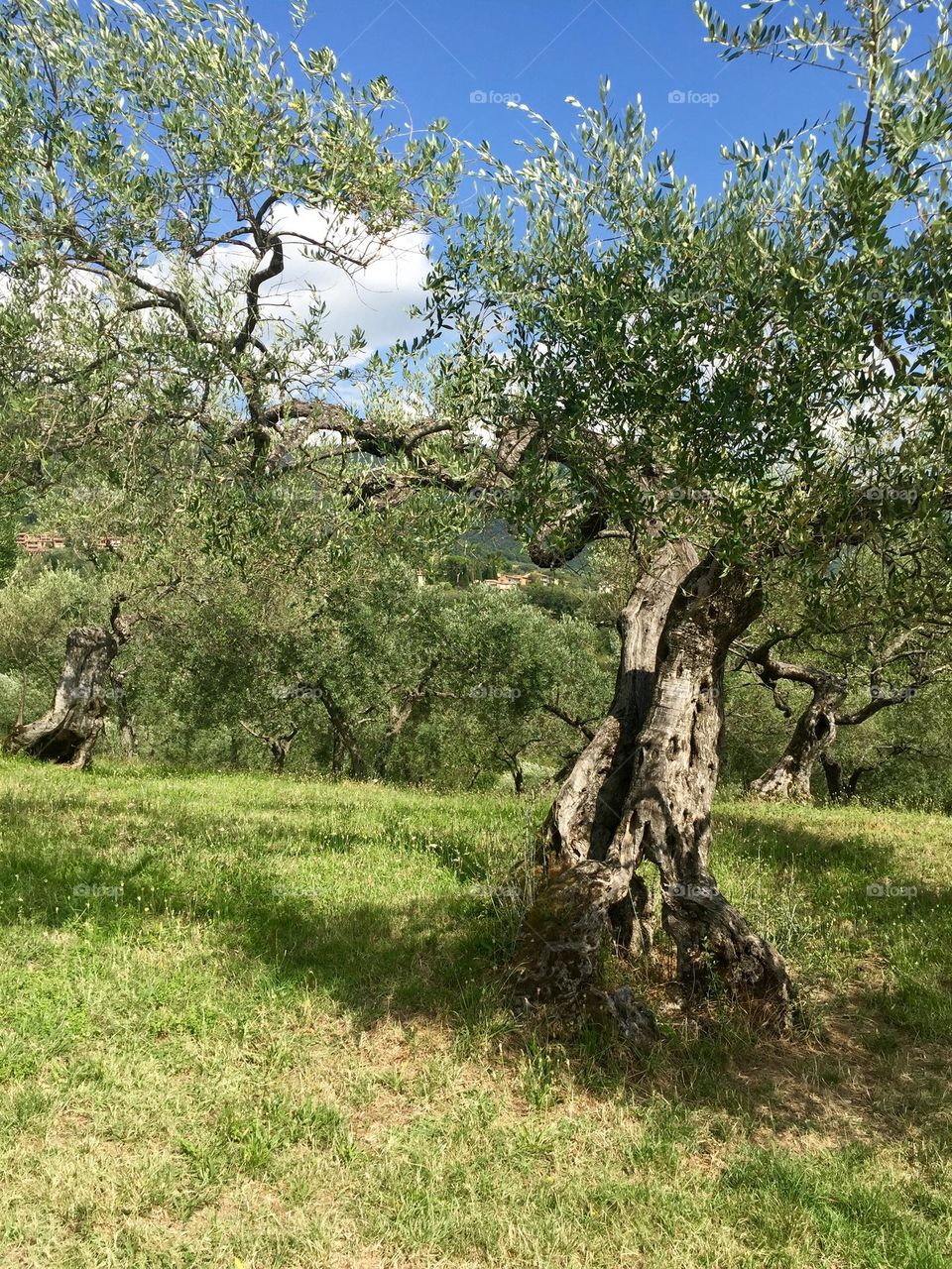 cultivation of centenary olive trees on the hills of Assisi, a small medieval village in Umbria, Italy