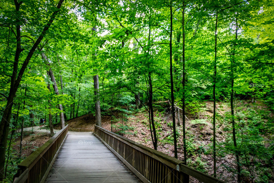 Wooden boardwalk trail in forest
