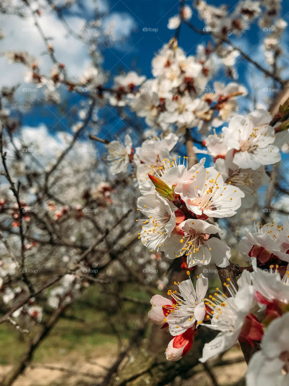 flowering trees in spring on a sunny day