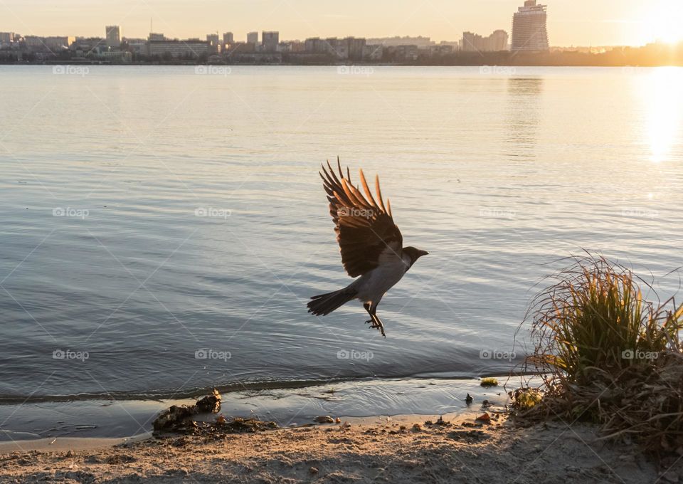 A Flying bird. Urban nature 