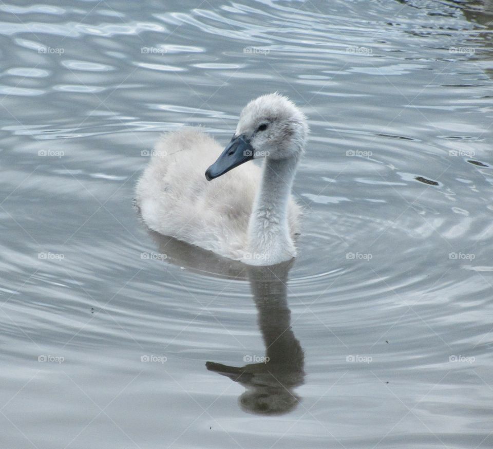 The first sign of summer with this little cygnet and mother of this little one was not to far away 🦢