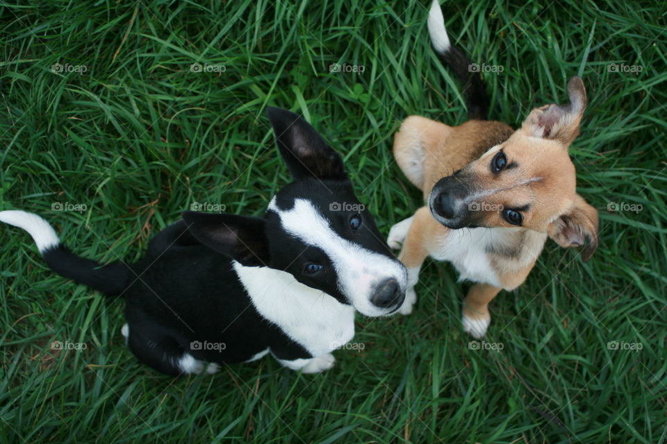 Two Puppies 