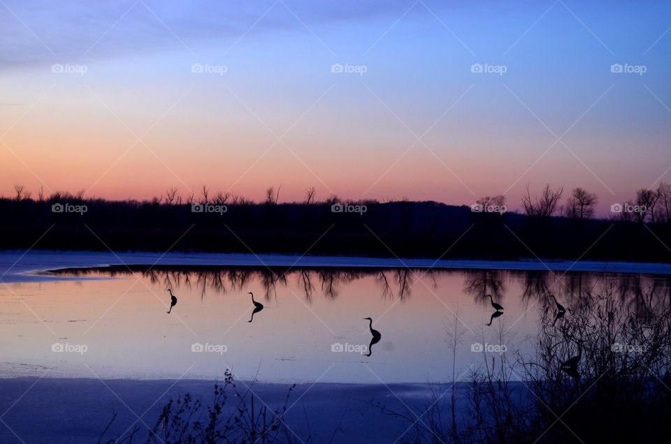 Heron sunset. Great blue heron silhouette at sunset