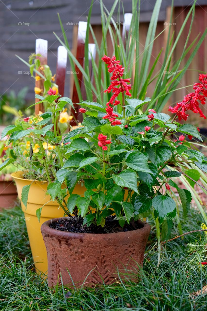 Container plants
